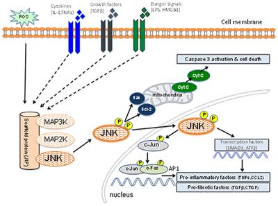 Frontiers The Jnk Signaling Pathway In Renal Fibrosis